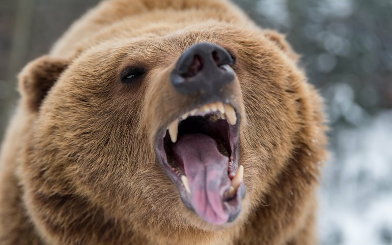 Медведь разорвал женщину в Красноярском крае