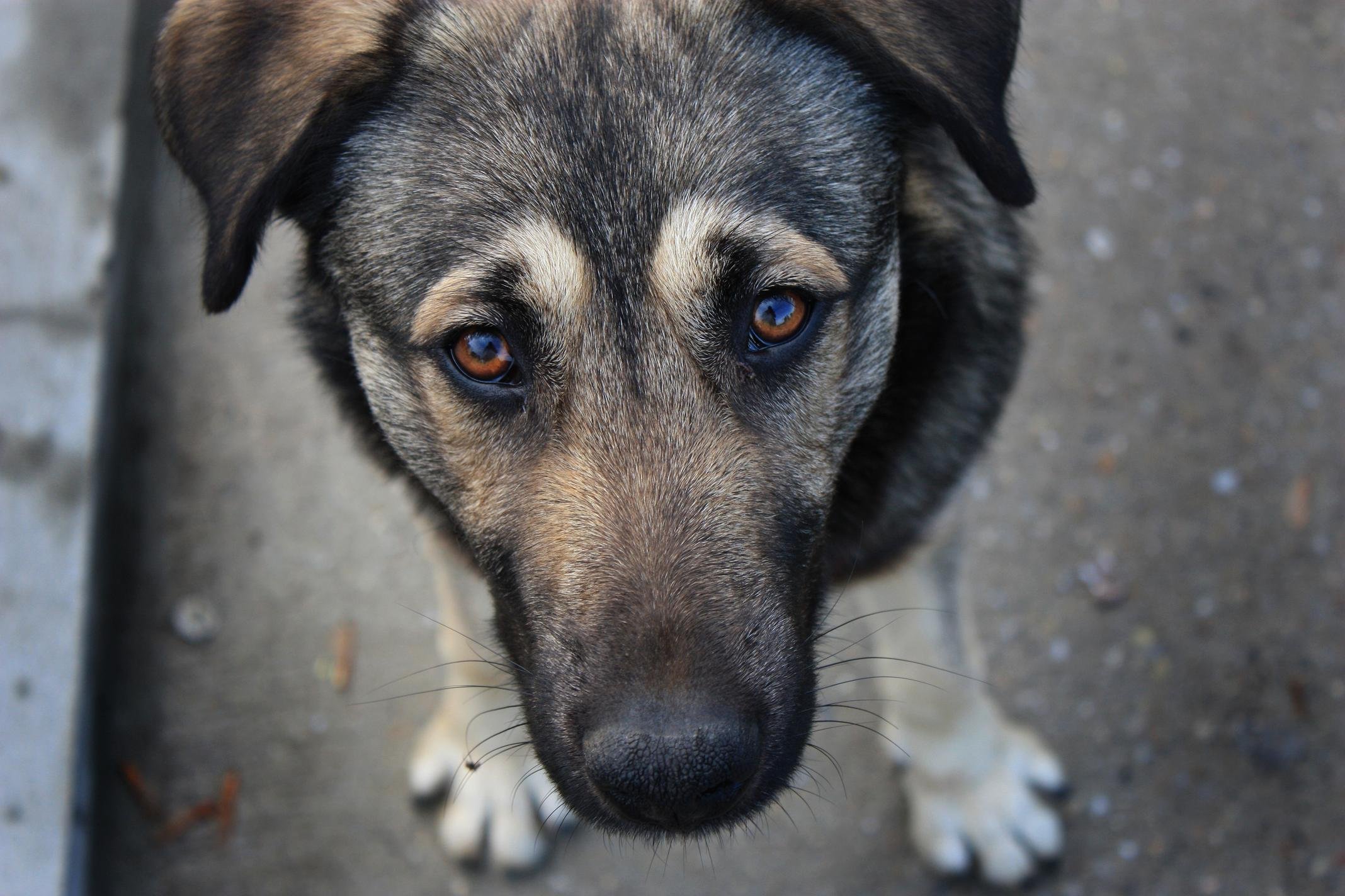 57 бродячих собак отловят в Саяногорске