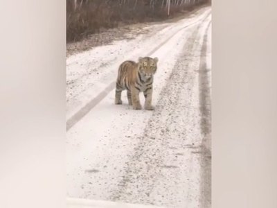 Два тигренка вышли на дорогу в Приморье