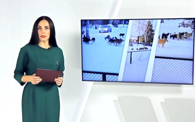 Саяногорск Главный: бродячие собаки атаковали город
