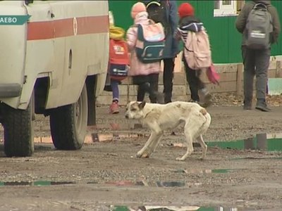 Собаки пугают жителей деревни под Абаканом