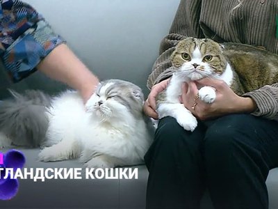 Детали: шотландские кошки