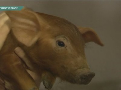 В республике возрождается свиноводство 
