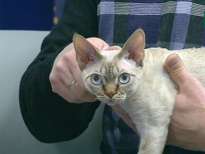 Детали: кошки девон-рекс