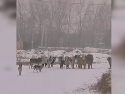 Жители деревни Чапаево жалуются на стаю собак