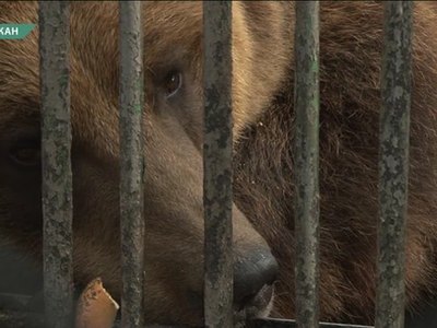 Абаканский зоопарк строит новые вольеры для медведей