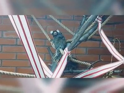 Абаканский зоопарк заселил сурикатов к тыкву. Новоселье у других зверьков 