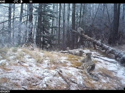 Ирбиса с котятами заметили в Саяно-Шушенском заповеднике 