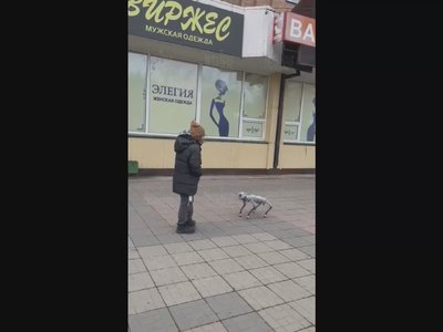 По Абакану разгуливает киберпитомец 
