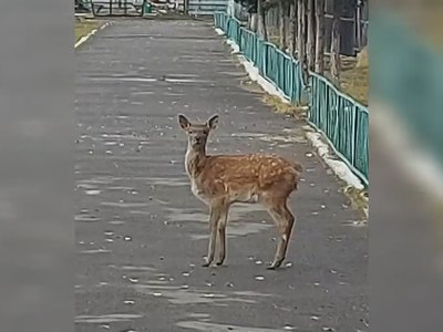 Олененок по-хозяйски разгуливает по абаканскому зоопарку 
