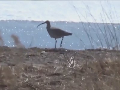 В Хакасию прилетели краснокнижные кроншнепы 