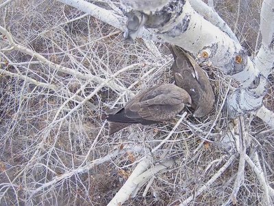 Уют и забота: заповедник Хакасский наблюдает за семьей хищных птиц 