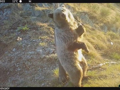 В Саяно-Шушенском заповеднике засняли медвежьи танцы