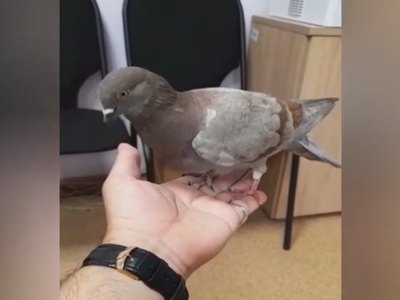В Абаканском зоопарке новый пернатый сотрудник 