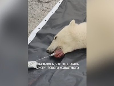 В Диксоне спасли медведицу, в пасти которой застряла банка сгущенки 