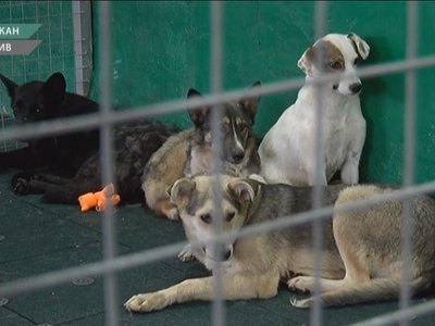 Жители Хакасии снова поднимают проблему бродячих собак