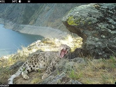 Снежные барсы в Саяно-Шушенском заповеднике тяжело переносят жару 