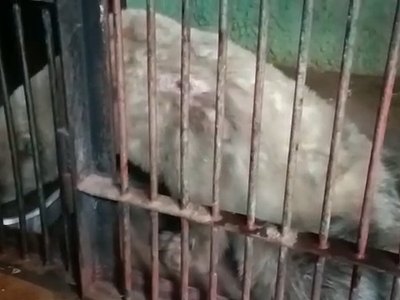 Раненая медведица из Диксона уже в Москве. У нее не двигаются лапы