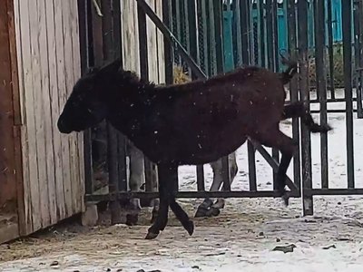 Абаканский зоопарк просит помочь с именем для ослика 