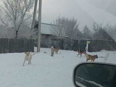 Стаи агрессивных собак бросаются на людей в Подсинем 
