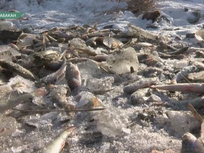 Берег дрены в Усть-Абакане усеян мёртвой рыбой
