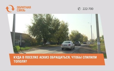 Куда в поселке Аскиз обращаться, чтобы спилили тополя?