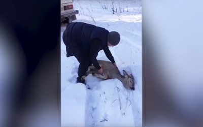 Косуля забрела в район больницы в Абазе