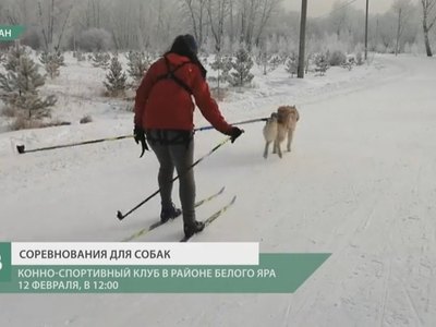 Афиша выходного дня. Собаки, выставка, кино