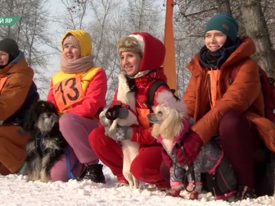 Соревнования по догспорту прошли в Хакасии