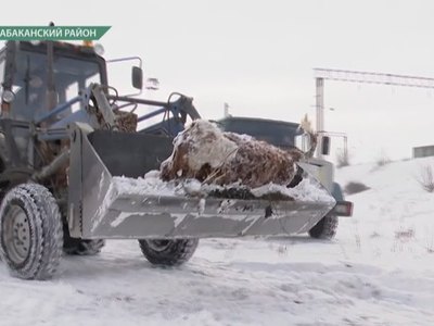 Стихийный скотомогильник в районе станции Черногорские Копи убрали