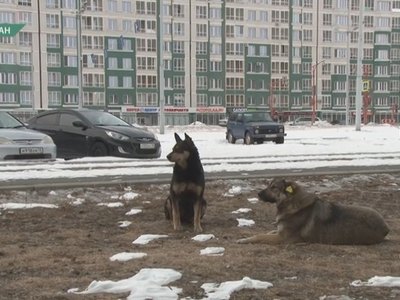 Жителей Некрасова в Абакане атакуют бродячие собаки 