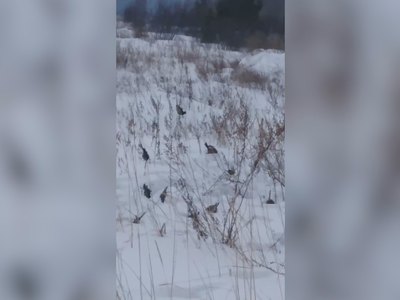 В Абазе зверски ловят птиц на сетку 