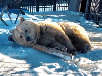 Медведь Памир вышел из спячки в Роевом Ручье. Красноярск ждет весну 