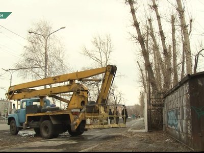 Абакан избавляется от опасных тополей