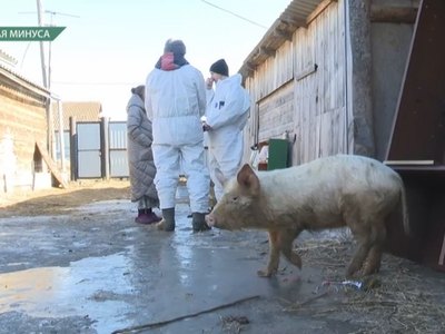 В Малой Минусе изымут всех свиней и сожгут 