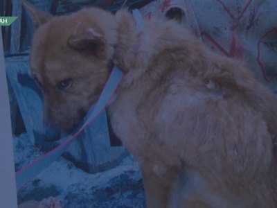 Жительница Саяногорска нашла свою истощённую собаку в приюте