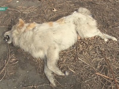 Сельчане требуют наказать подростков, издевавшихся над собакой
