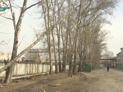 В Абакане на провода упало дерево