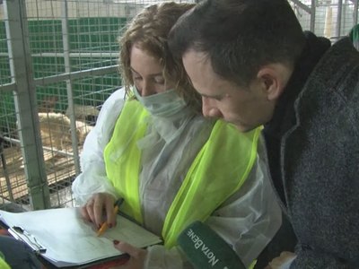 Зоозащитники в Абакане заблокировали выезды из приюта для агрессивных собак