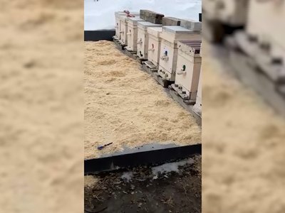 Из-за теплой погоды пчелы в Хакасии проснулись рано