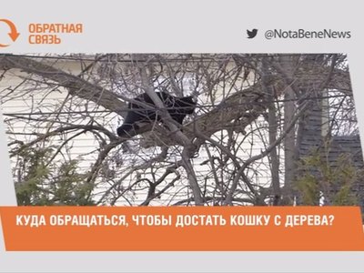 Куда обращаться, чтобы достать кошку с дерева?