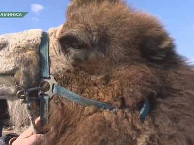 Монгольский верблюд живет в Малой Минусе