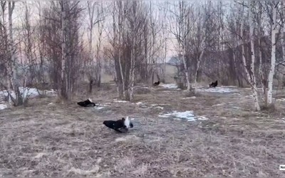 У тетеревов в заповеднике Хакасский начался брачный сезон
