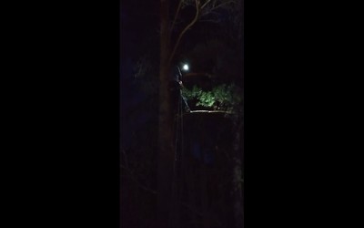В Черемушках спасли кота, просидевшего на сосне 5 дней 