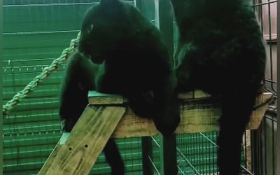 В пятницу абаканский зоопарк устроит показательные кормления 
