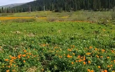 В Ергаках зацвели жарки 