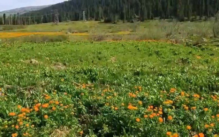 Ергаки цветут жарки