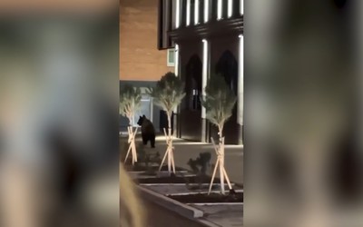 В центре Томска поймали медведя