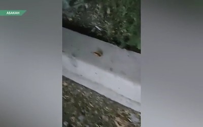 Абаканцы жалуются на тараканов
