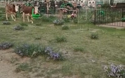 Новоенисейское кладбище атаковали коровы. Теперь въезд туда - по звонку 